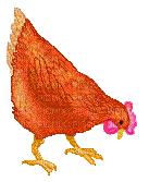 poule - Ücretsiz animasyonlu GIF