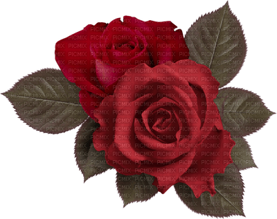 rose anastasia - png gratis