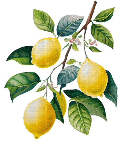 lemons Bb2 - darmowe png