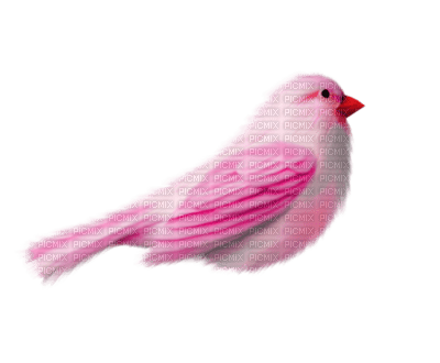 oiseau - PNG gratuit