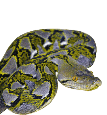 Kaz_Creations Animals Snake - gratis png