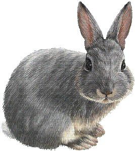 bunny 2 - Бесплатный анимированный гифка