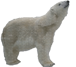 bär bear milla1959 - Besplatni animirani GIF