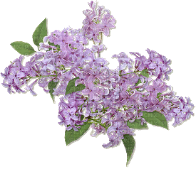Lilac Flowers - Animovaný GIF zadarmo