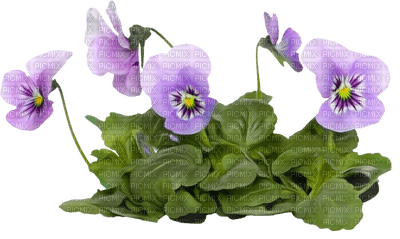 blommor-lila - nemokama png
