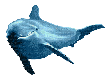 Дельфин - Gratis animerad GIF