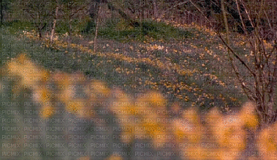 podloga pejzaž - Darmowy animowany GIF