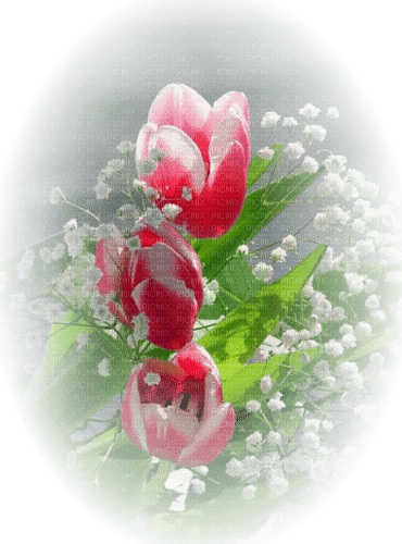 tulipes web charmille - zdarma png