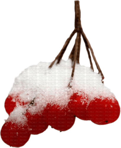 Winter.Branch.Berries.Snow.Victoriabea - png ฟรี