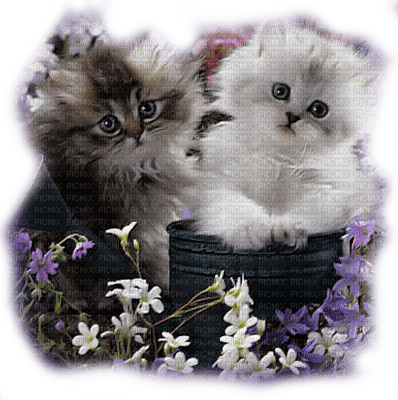 cats in flowers chats fleur - Free PNG