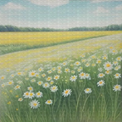 Yellow Flower Field with Daisies - ilmainen png