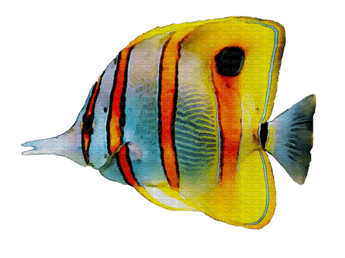 Fish-RM - Free PNG
