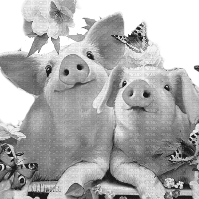 Y.A.M._Summer pigs black-white - Free PNG