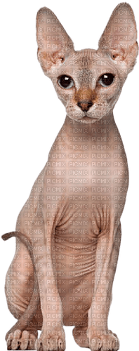 sphinx cat - zdarma png