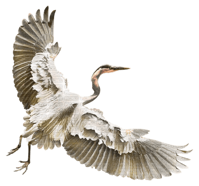Kaz_Creations  Birds Bird - 免费PNG