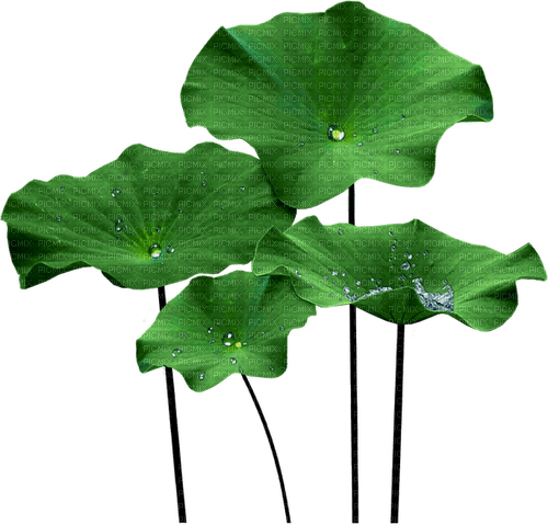 Planta color verde - zdarma png