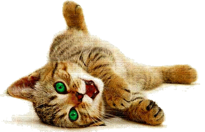 cat gif - GIF animate gratis