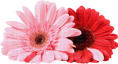 Kaz_Creations Colours Deco Flowers - 免费PNG