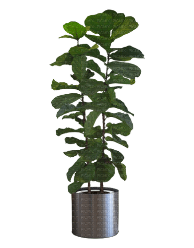 Plante - бесплатно png