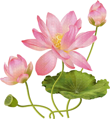 Lotus Flower - zadarmo png