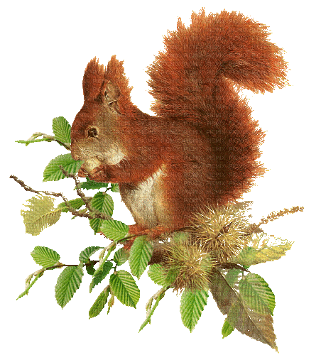 squirrel - Безплатен анимиран GIF