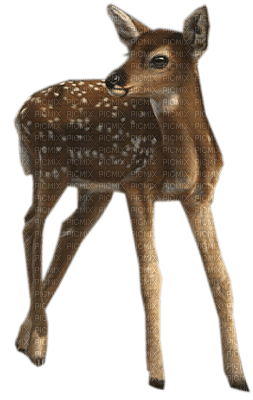 Kaz_Creations Deer - darmowe png