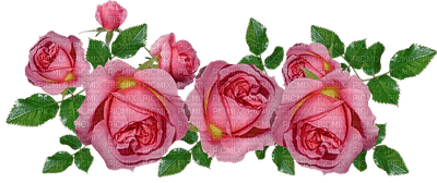 kukka fleur flower rose ruusu - zadarmo png