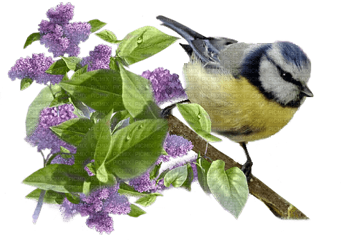 Spring Bird - png ฟรี