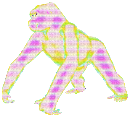 gorilla - GIF animado gratis