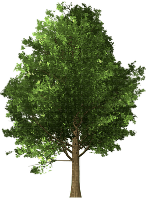 puu, tree, luonto, nature - безплатен png