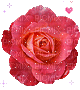 Red rose-gif - Безплатен анимиран GIF