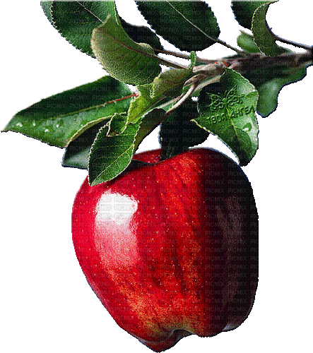 Apples gif Pelageya