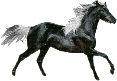 dulcineia8 cavalos - Ücretsiz animasyonlu GIF