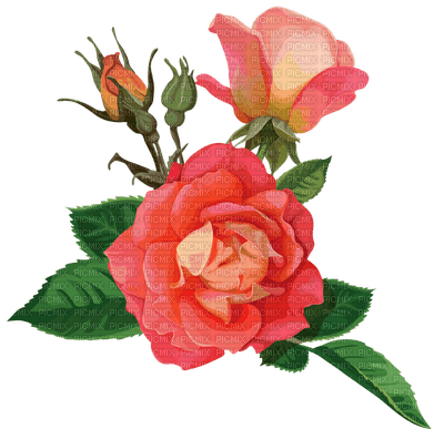 All My Roses - bezmaksas png