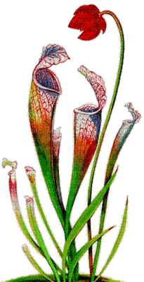 Flowers red bp - Nemokamas animacinis gif