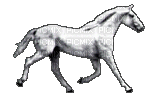 Лошадь - GIF animé gratuit