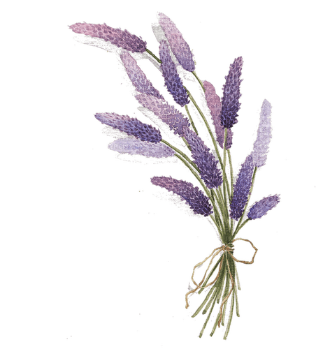 lavender  Bb2 - darmowe png