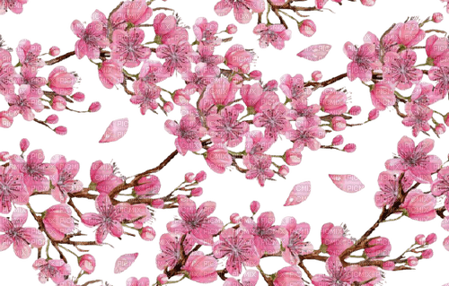 pink flowers background - png grátis