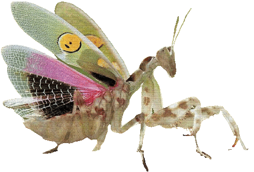 spiny flower praying mantis - GIF animate gratis