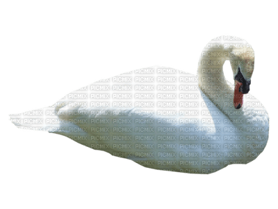 Kaz_Creations Swans Swan Birds - ücretsiz png