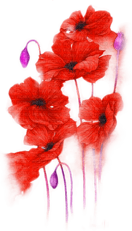 soave deco flowers poppy red purple - бесплатно png
