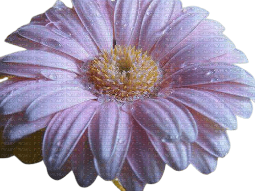 VanessaValo pink flower deco - zadarmo png