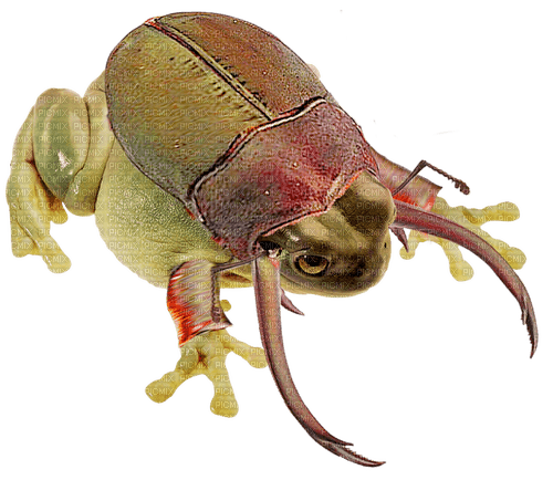 beetle frog - δωρεάν png
