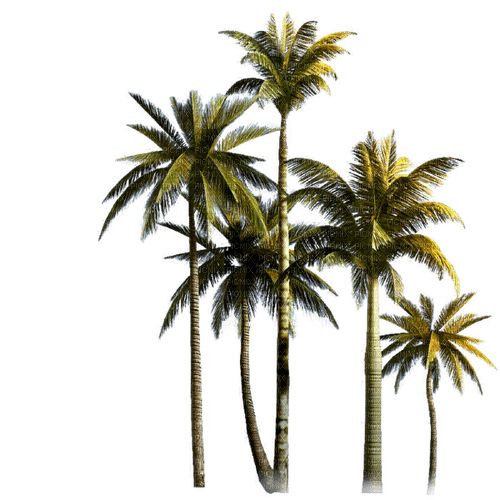 palm trees Bb2 - 免费PNG