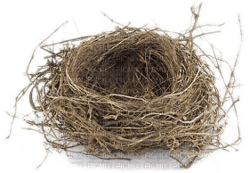 Kaz_Creations Birds Nest - kostenlos png