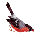 christmas bird gif dubravka4 - Безплатен анимиран GIF