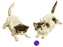 Kittens Plying with Ball - Gratis geanimeerde GIF