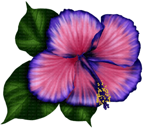 Tropical.Flower.Pink.Blue - bezmaksas png