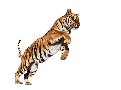 tiger jumping - ilmainen png