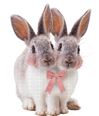 bunny - 免费动画 GIF
